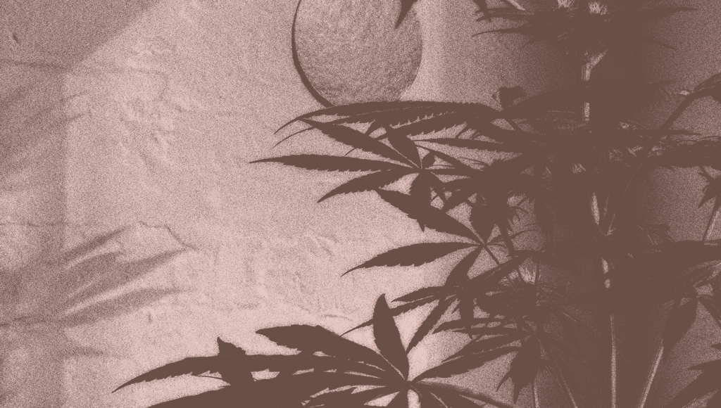 Maryjane Cannabis Co. Turns One: <br>A Founder’s Reflection on an Unforgettable First Year